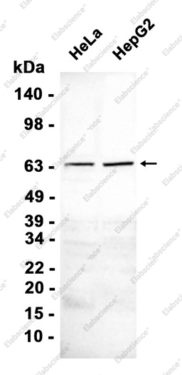 Recombinant NADPH oxidase 4 Monoclonal Antibody - 1