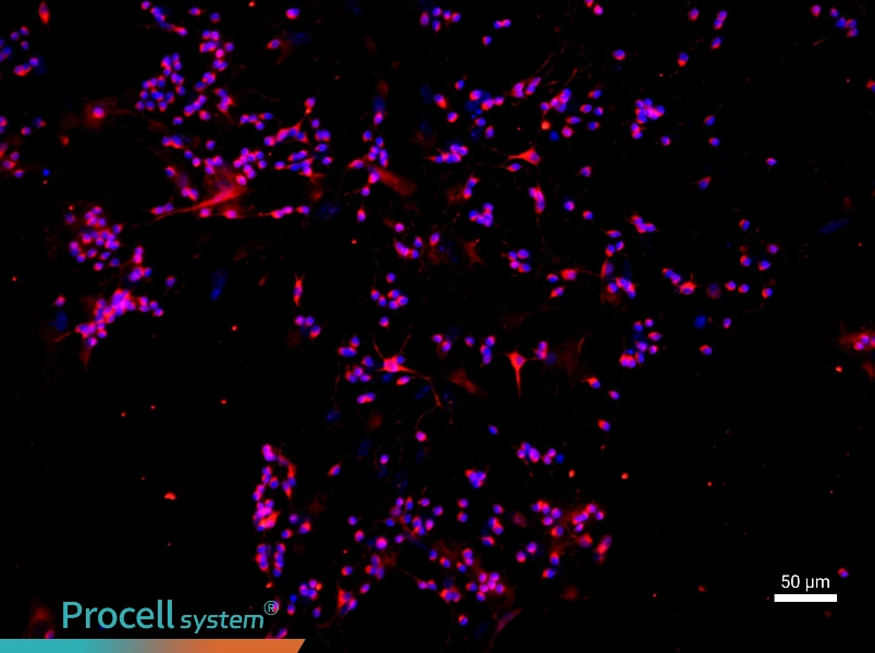 Mouse Retinal Ganglion Cell Complete Medium - 1
