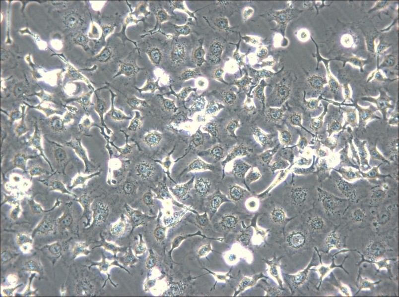 HCC1588 Cell Complete Medium - 5