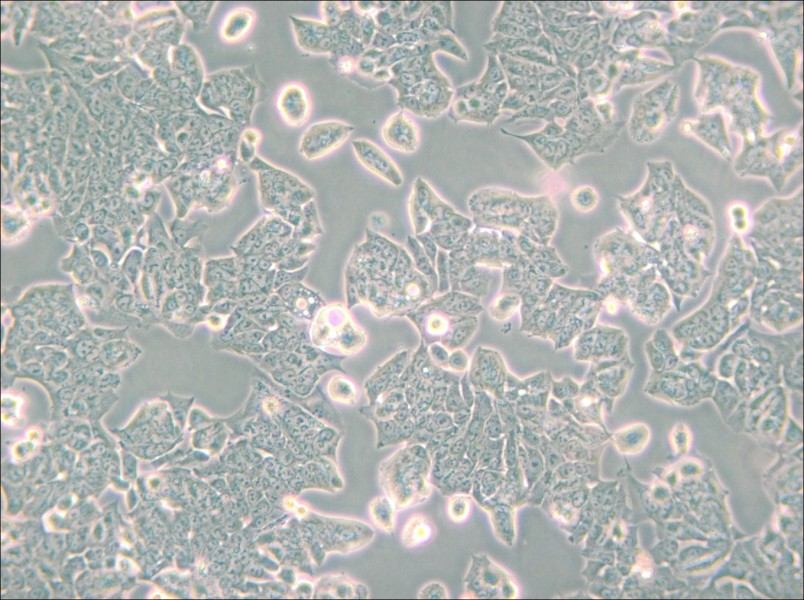 HCT-8 [HRT-18] Cell Complete Medium - small - 6