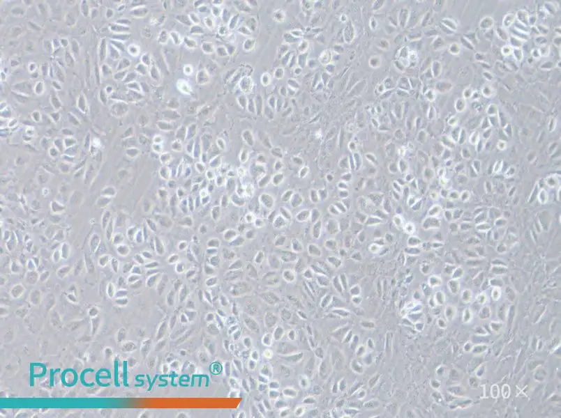 C166 Cell Complete MediumC166 Cell Complete Medium - 3
