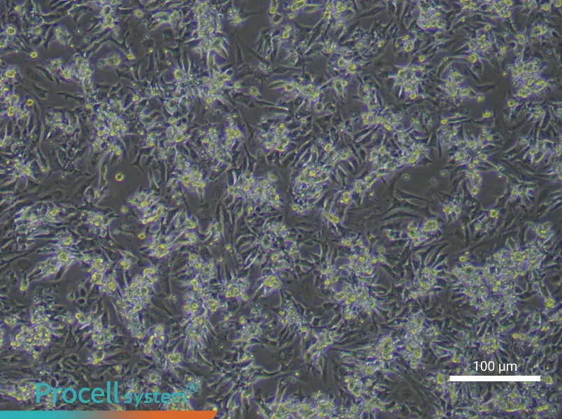 Mouse Cardiomyocyte Complete Medium - 3