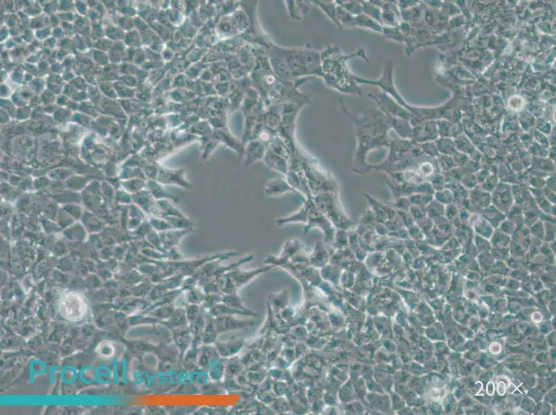 SW756 (DMEM) Cell Complete Medium - small - 5