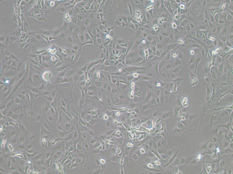GLAG-66 Cell Complete MediumGLAG-66 Cell Complete Medium - 2
