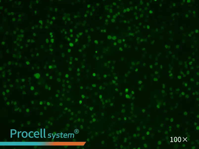 U-937-GFP Cell Complete Medium - 1