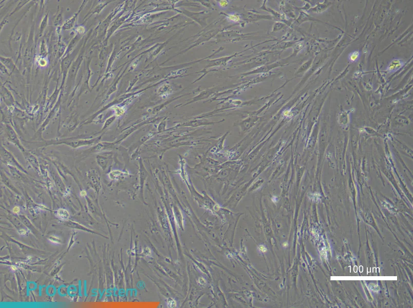 Mouse Adipose-Derived Stem Cell Complete Medium - 1