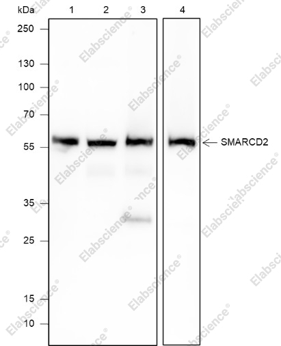 Recombinant SMARCD2 Monoclonal Antibody - 1