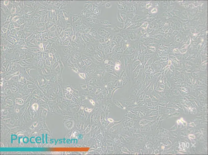 769-P Cell Complete Medium - 3