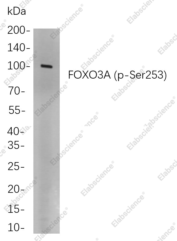 Recombinant Phospho-FOXO3A (Ser253) Monoclonal Antibody - 1