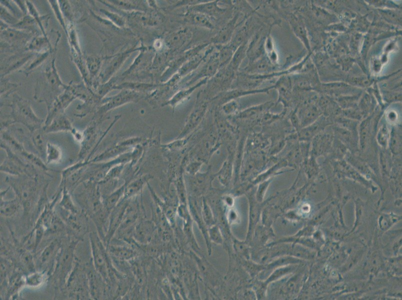 CRFK Cell Complete Medium - 5