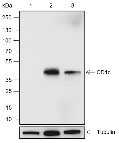 Recombinant CD1c Monoclonal Antibody-searchlist-1