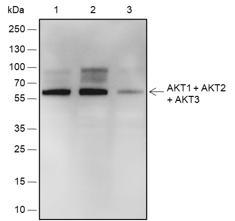 Recombinant AKT1+AKT2+AKT3 Monoclonal Antibody-searchlist-1