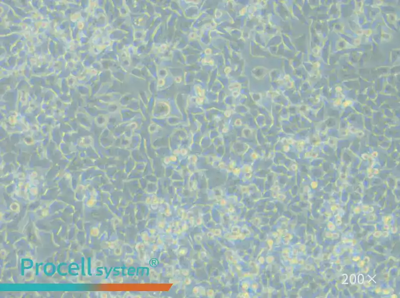 LIM1215 Cell Complete Medium - 4