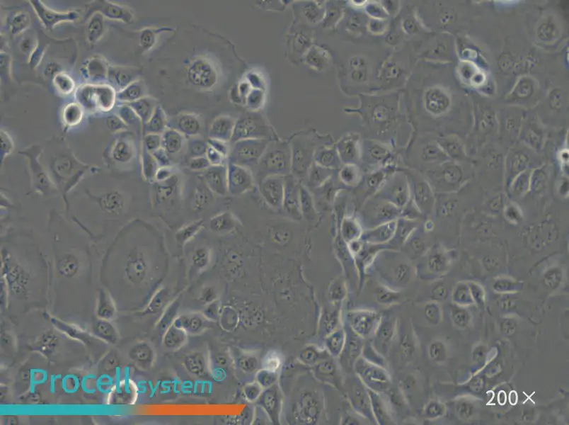 KLE Cell Complete Medium - small - 6