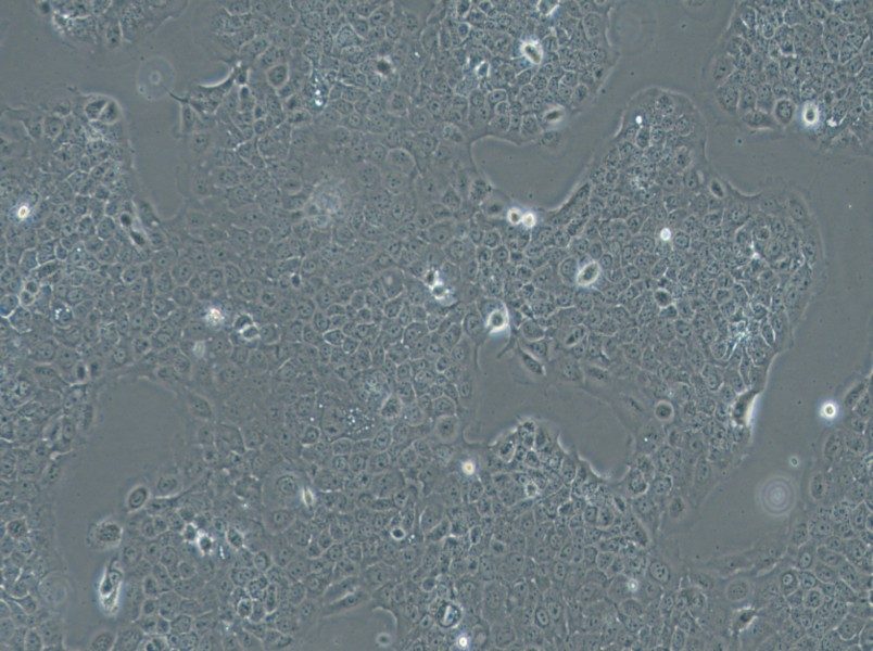 Ca Ski Cell Complete Medium-searchlist-1