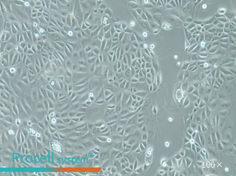 Panc 05.04 Cell Complete MediumPanc 05.04 Cell Complete Medium - 2