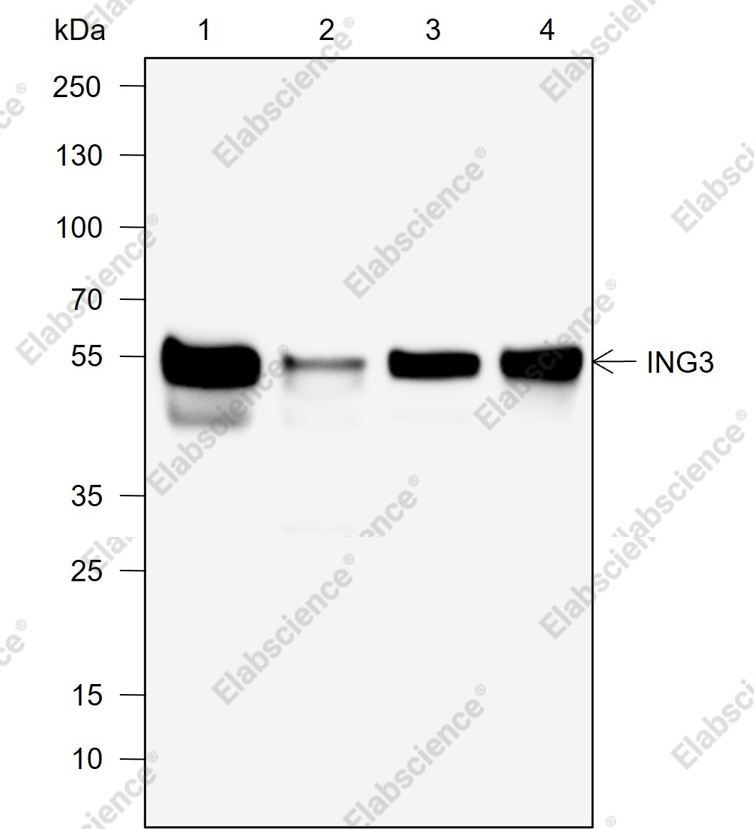 Recombinant ING3 Monoclonal Antibody - 1
