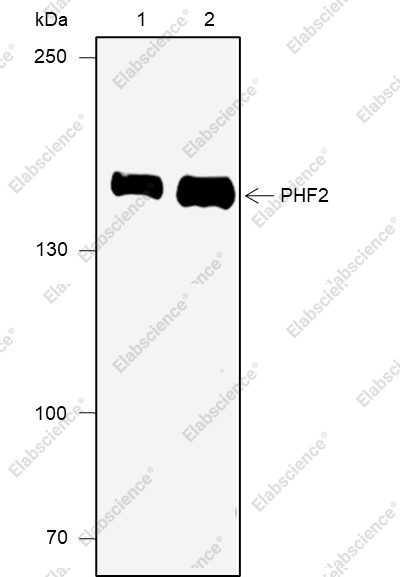 Recombinant PHF2 Monoclonal Antibody - 1
