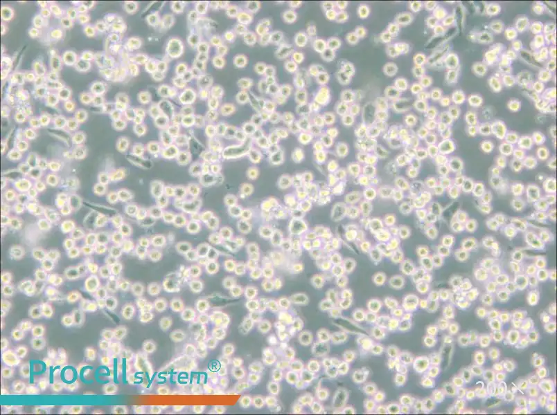 M-07e Cell Complete Medium - 4