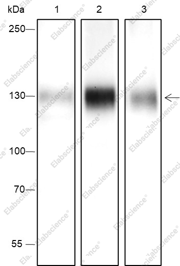 Recombinant Phospho-TrkA (Y791) Monoclonal Antibody - 1