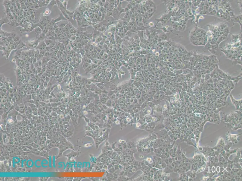 HePa1-6-GFP Cell Complete Medium - small - 6