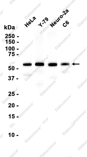 Recombinant PTBP2 Monoclonal Antibody - 1