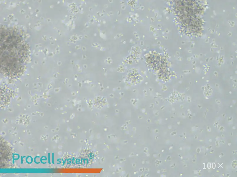 NCI-BL1437 Cell Complete Medium - 1