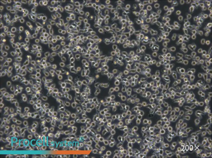 TOLEDO Cell Complete Medium - 4