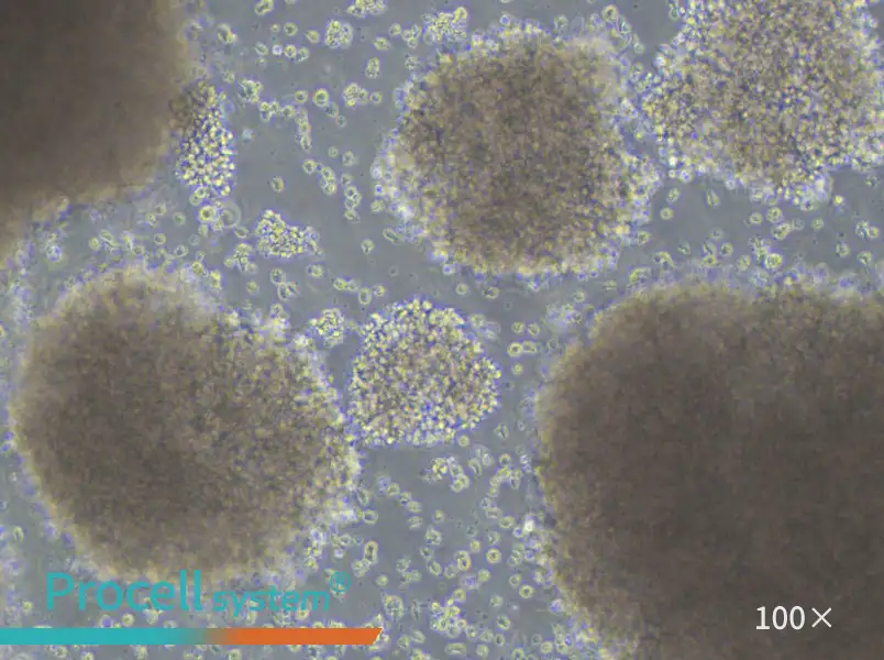 GM23255 Cell Complete MediumGM23255 Cell Complete Medium - 3