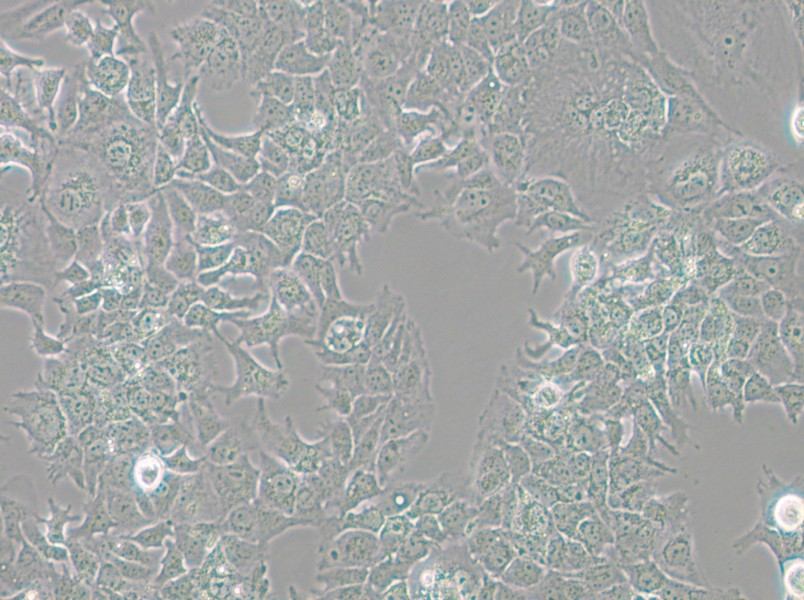 HuH-7 Cell Complete Medium - 4