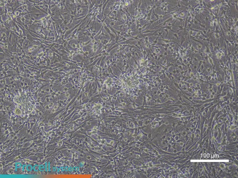 Rat Spinal Cord Astrocyte Complete Medium - 1