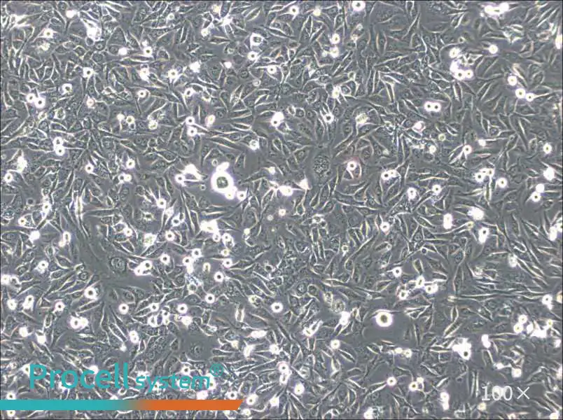 HS-5 Cell Complete Medium - 1