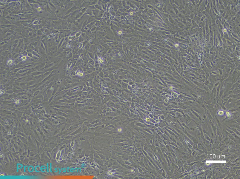 Mouse Embryonic Lung Fibroblast Complete Medium - 1