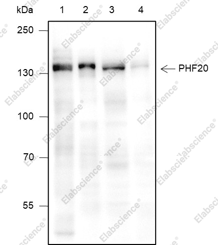 Recombinant PHF20 Monoclonal Antibody - 1