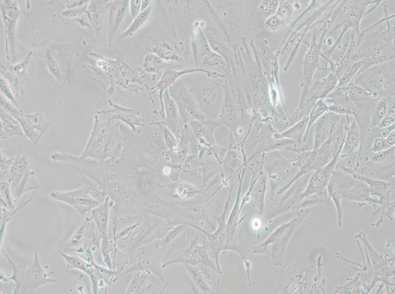 NCI-H1648 Cell Complete Medium - 6