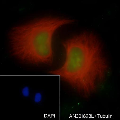 Recombinant KDM2A Monoclonal Antibody - 3