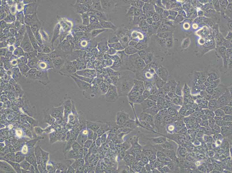 HPAC Cell Complete Medium - small - 4