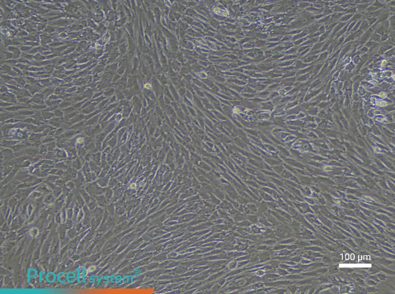 Rabbit Synovial Cell Complete Medium - 3