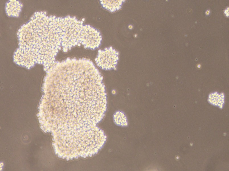 NK-92MI Cell Complete Medium - 2