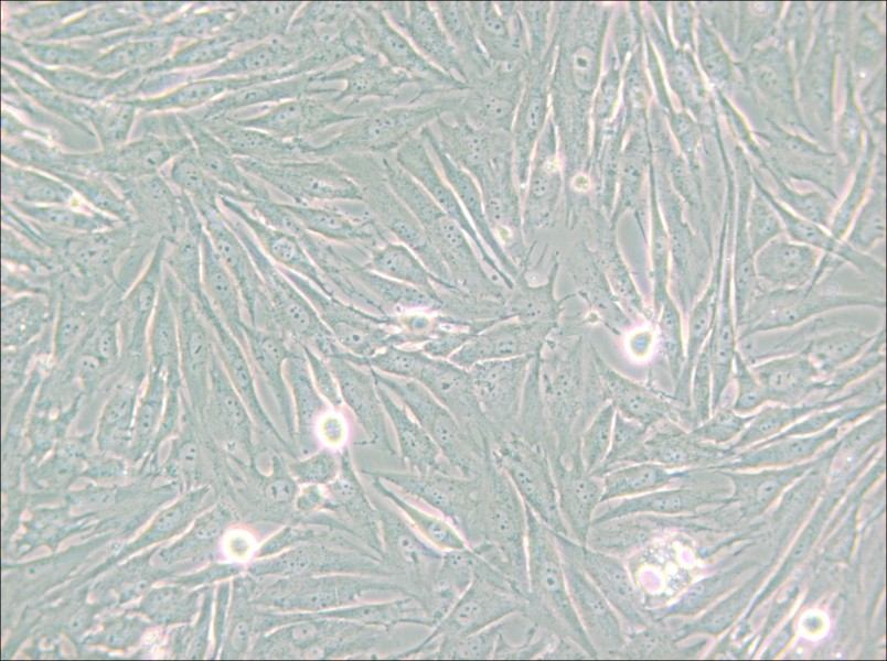 HS 683 Cell Complete Medium - small - 4