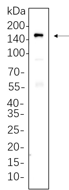 Recombinant MDR1 Monoclonal Antibody-searchlist-1