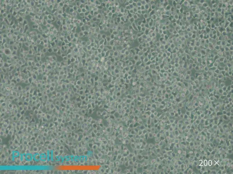 C1498-LUC Cell Complete Medium - 5