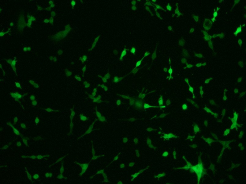 CT26.WT-GFP Cell Complete Medium-searchlist-1