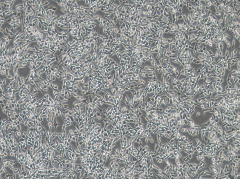 RKO-AS45-1 Cell Complete Medium - 3