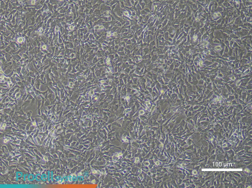 Mouse Dental Pulp Stem Cell Complete Medium - 1