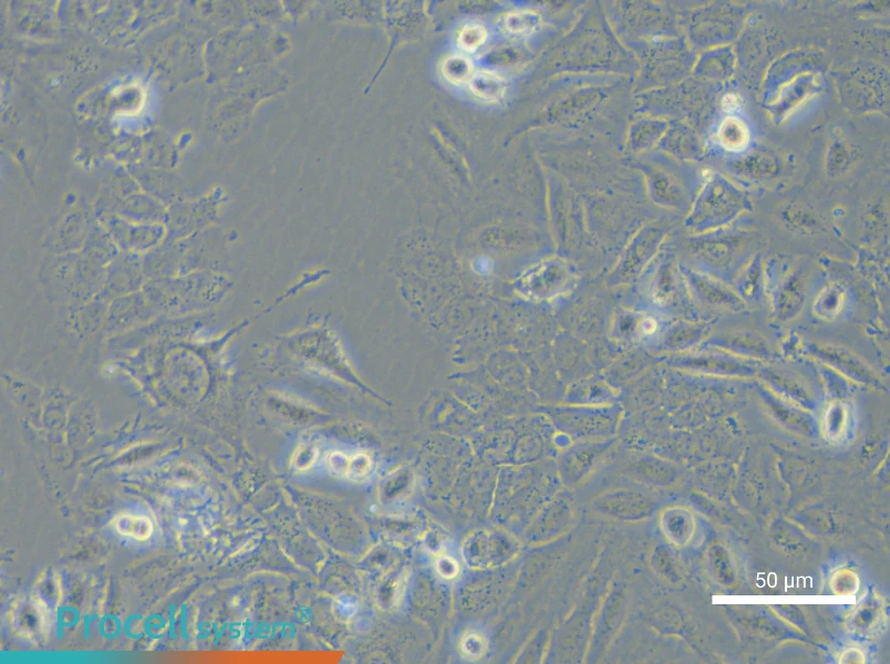 NCI-H2172NCI-H2172 - 5