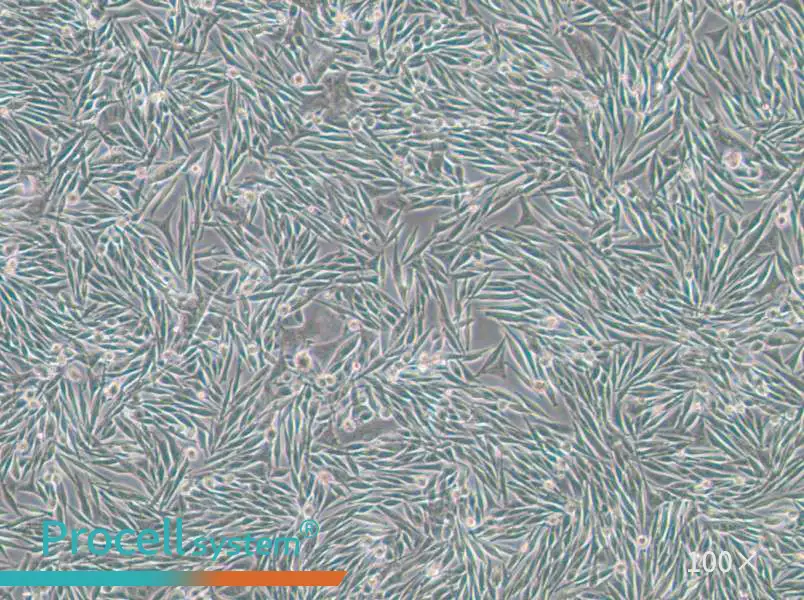 MEL270 Cell Complete MediumMEL270 Cell Complete Medium - 3