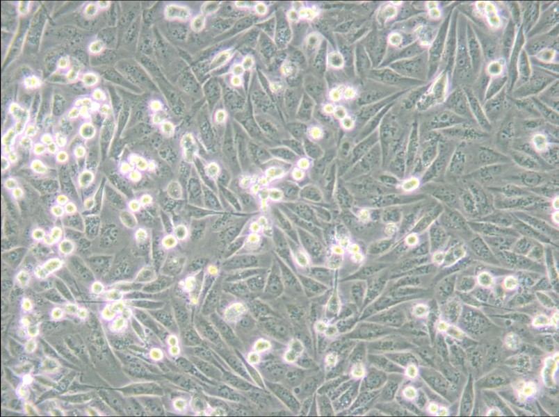 MDA-MB-231-GFP (DMEM) Cell Complete Medium - 8
