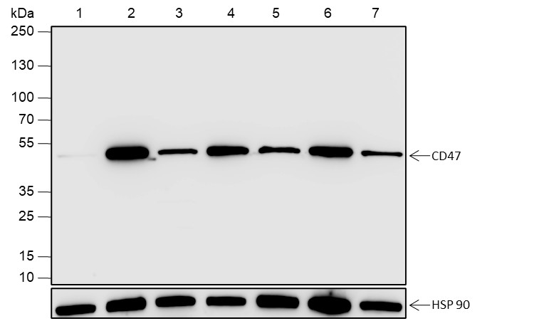 Recombinant CD47 Monoclonal Antibody-searchlist-1