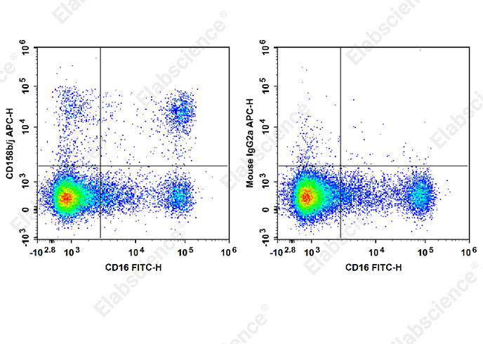 APC Anti-Human CD158b/j Antibody[DX27]-1